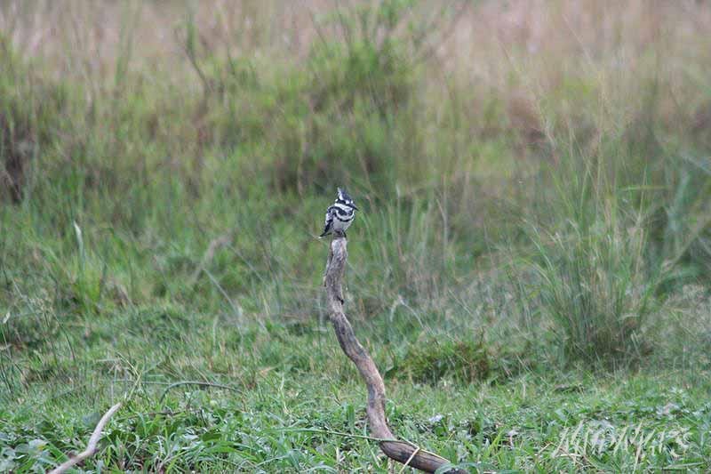 Mud Maps Africa Murchison Falls NP 2680